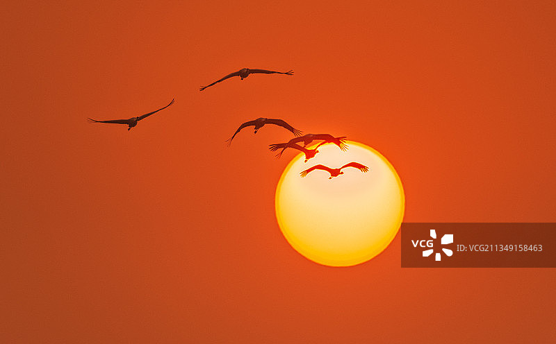 白鹤归来图片素材