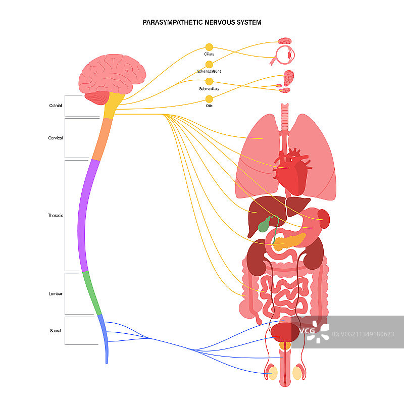 副交感神经系统图片素材