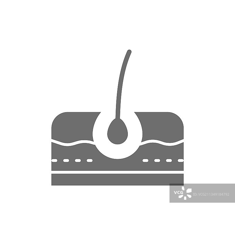 毛囊皮肤层表皮图片素材