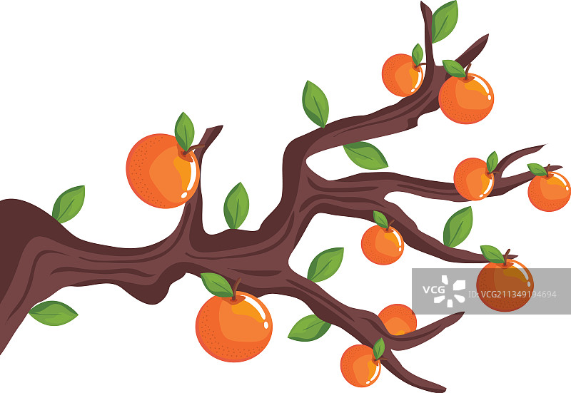 孤立的橙子树图片素材