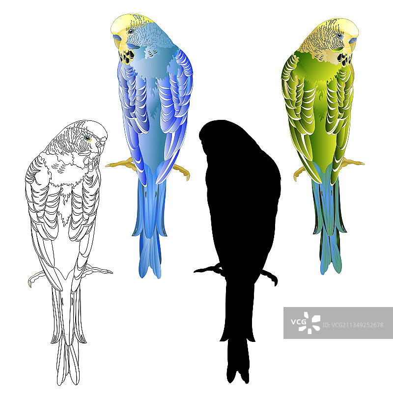 蓝绿色鹦鹉家庭宠物图片素材