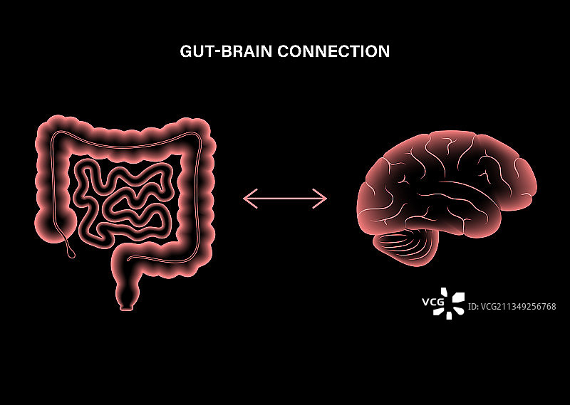 肠脑3D模型图片素材