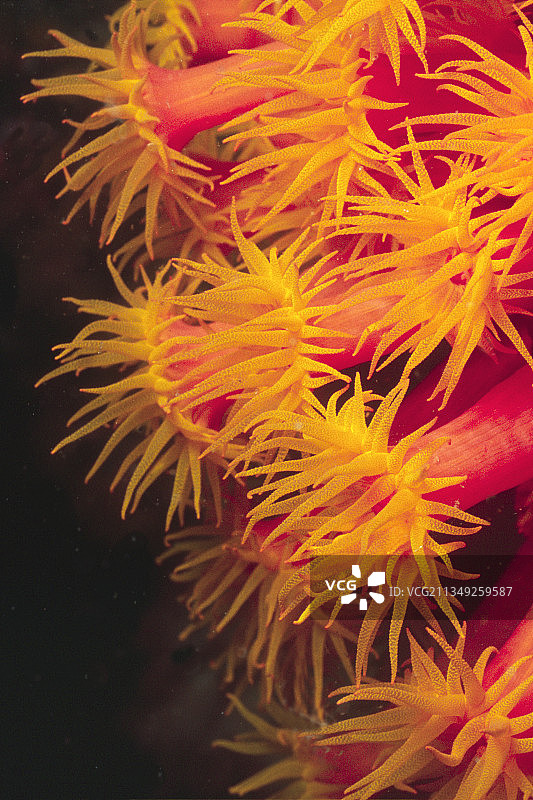 黄色杯珊瑚与珊瑚虫图片素材