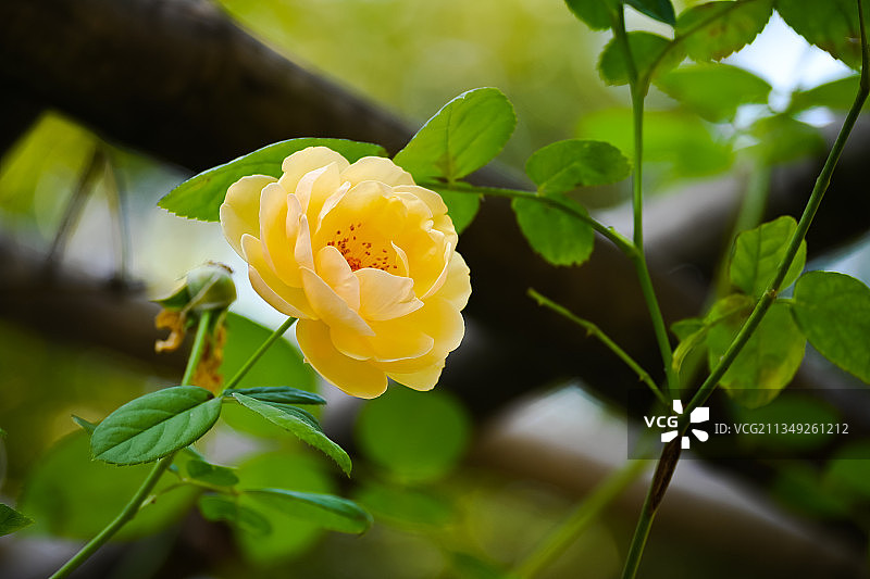 黄玫瑰图片素材