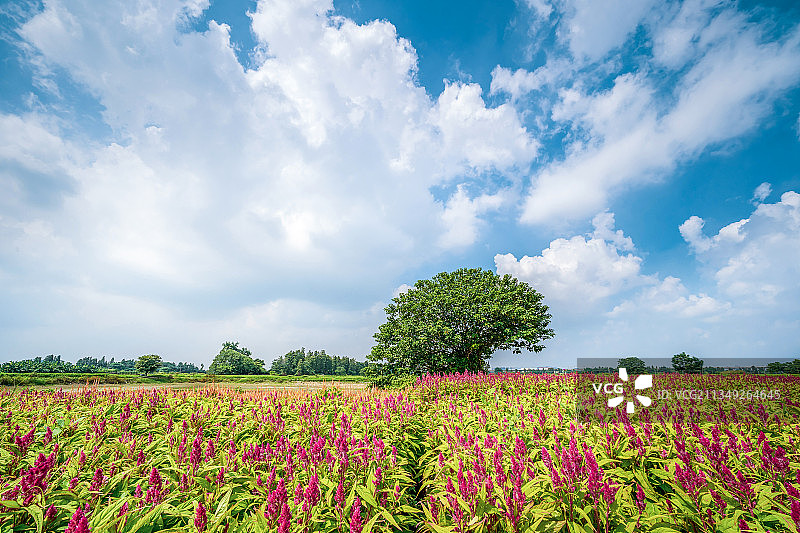 花海中的一棵树.贤鲁岛图片素材