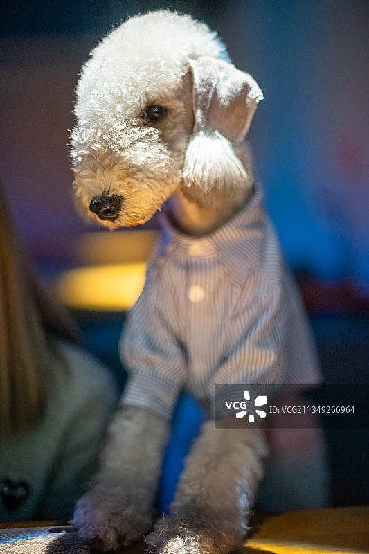 贝灵顿狗宠物图片素材