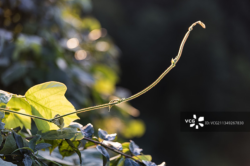 阳光下的藤蔓图片素材