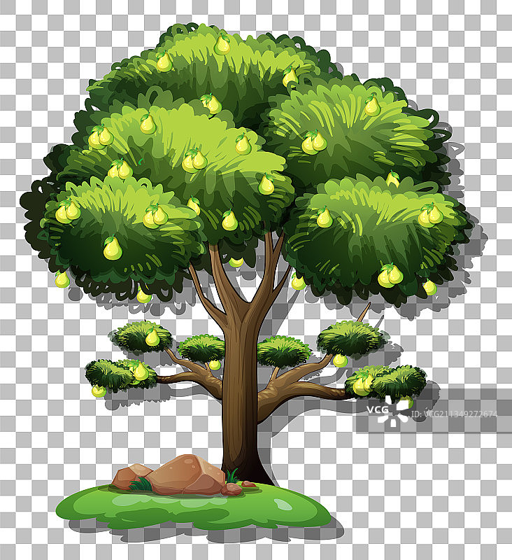 透明背景上的梨树图片素材