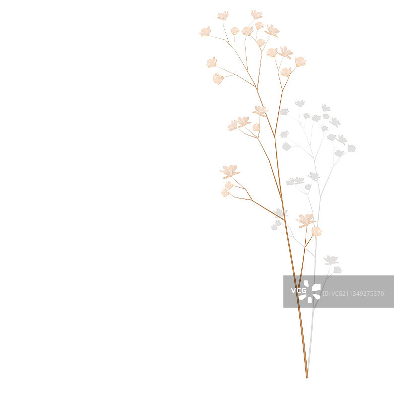 蒲苇草素材图片素材