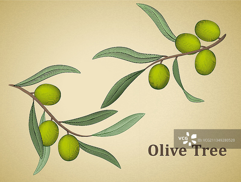 橄榄树叶图片素材