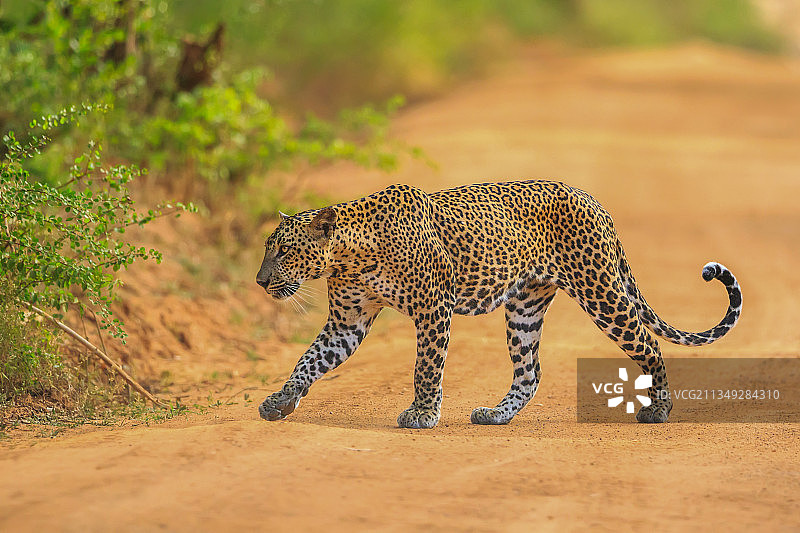 斯里兰卡豹图片素材