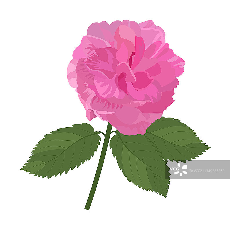 大马士革玫瑰花蕾素材图片素材