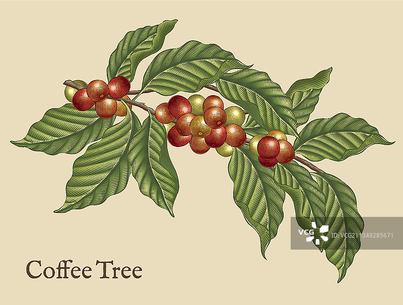 咖啡树元素图片素材