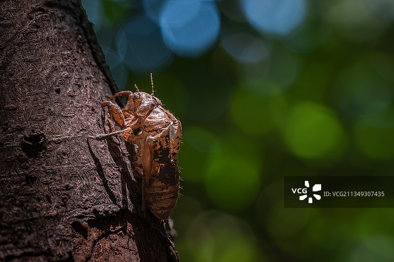 蝉壳图片素材