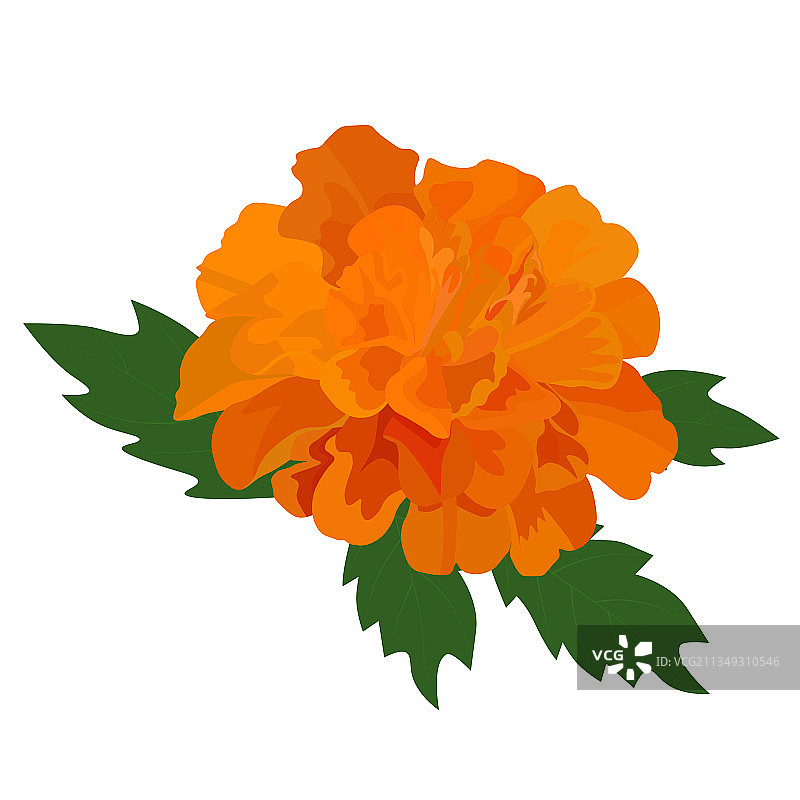 金盏花特写图片素材