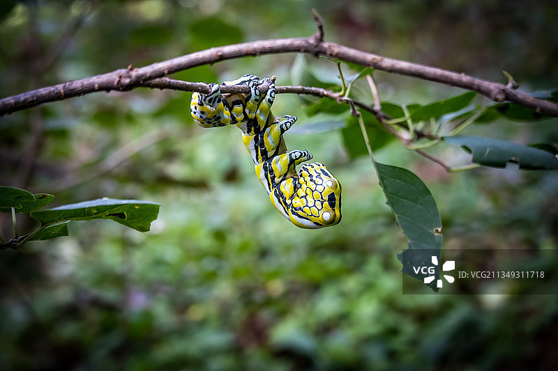 吃树叶的大虫子图片素材