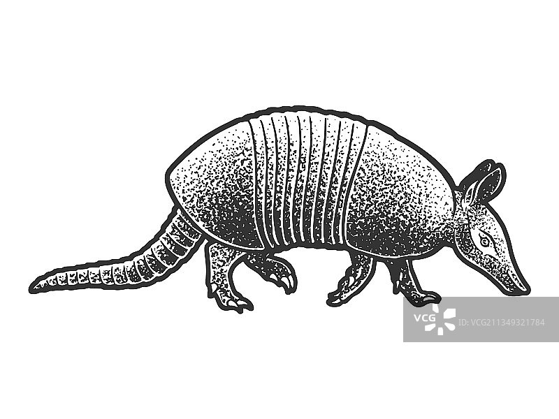 犰狳速写图片素材