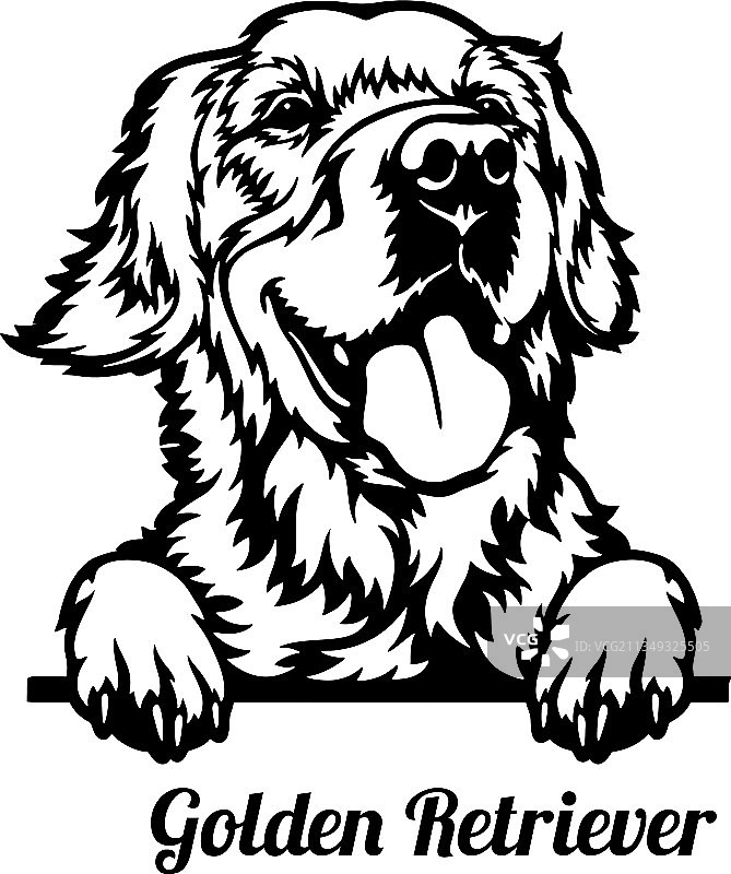 金毛犬探头 - 头部特写图片素材