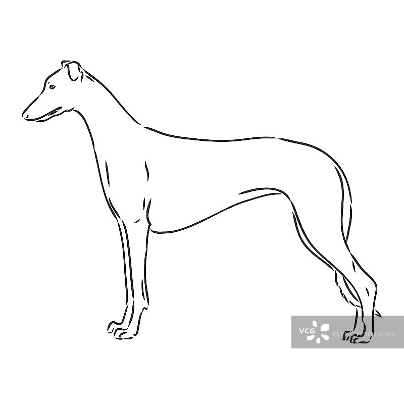 灰狗 - 孤立的灰狗图片素材