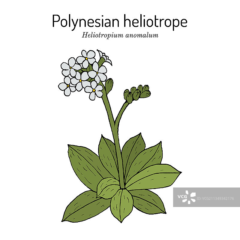 太平洋天芥菜图片素材