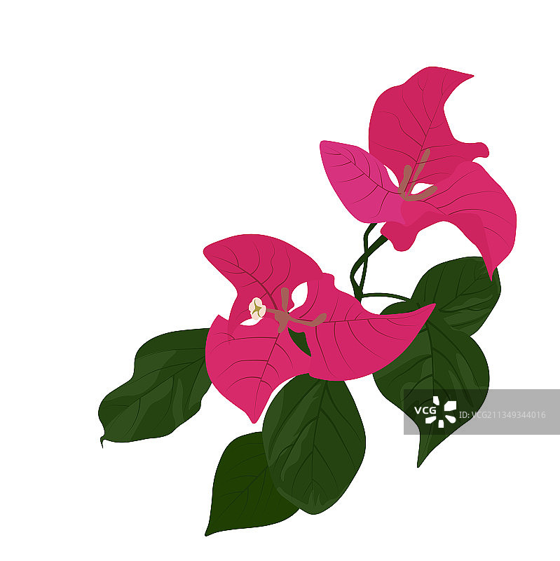 盛开的三角梅素材图片素材