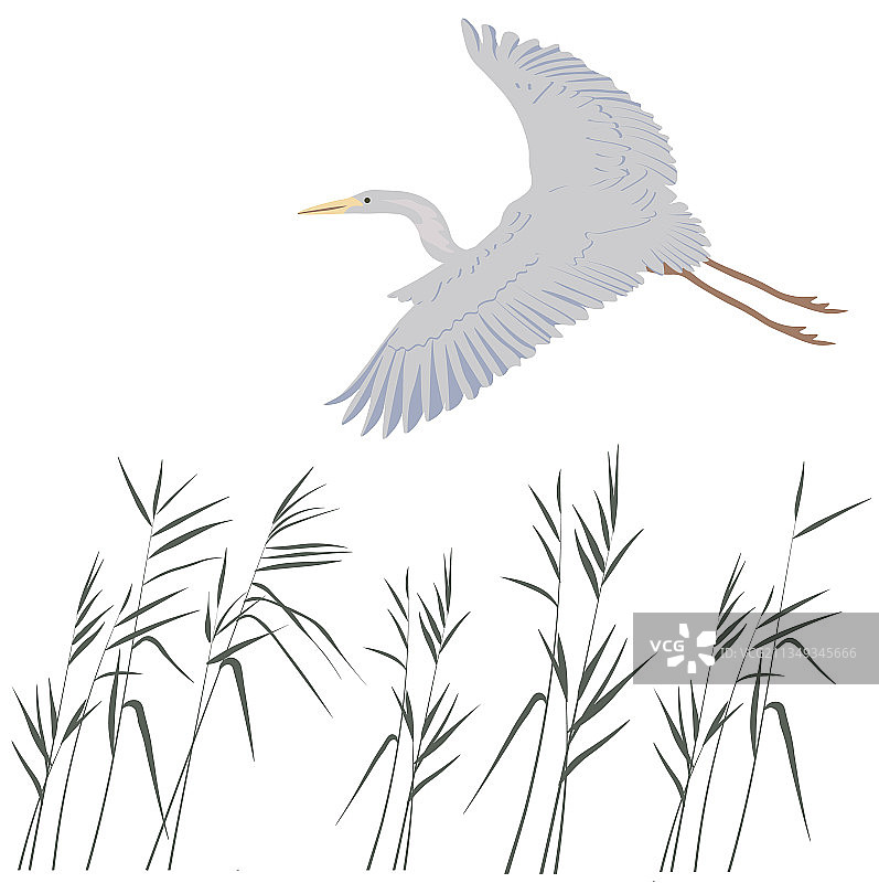 沼泽中的苍鹭图片素材