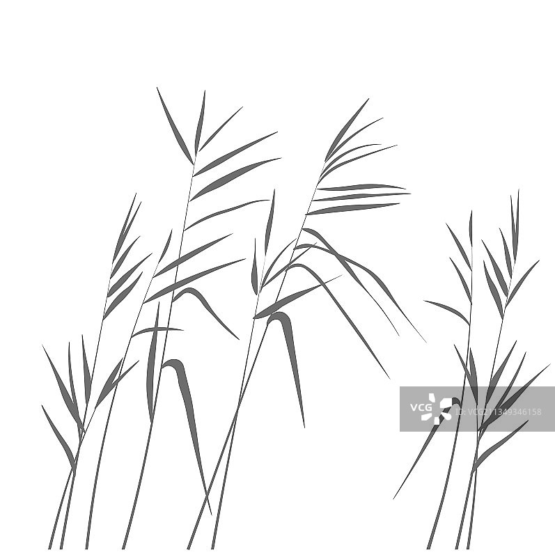 沼泽芦苇草图片素材
