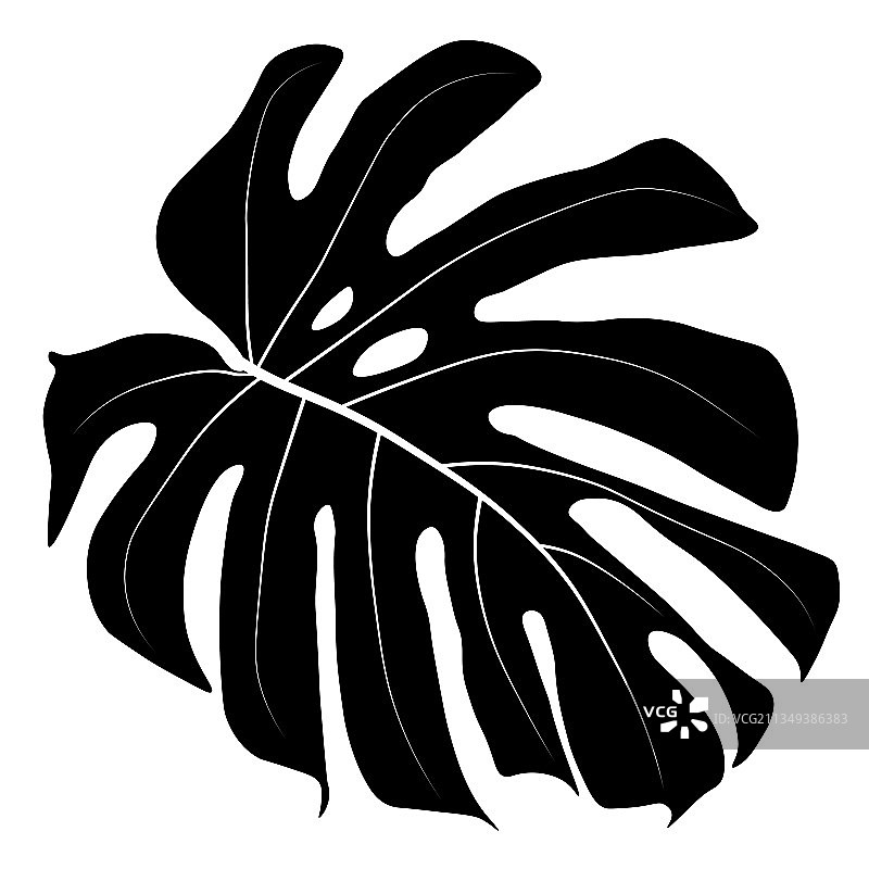 热带树叶素材图片素材