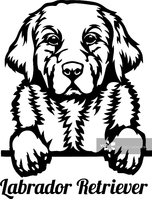 拉布拉多寻回犬探头 - 头部隔离图片素材
