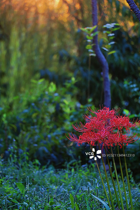彼岸花开图片素材