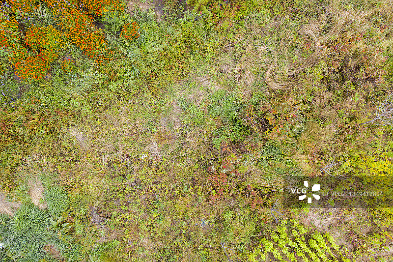 河北省张家口市沽源县花海航拍画面图片素材