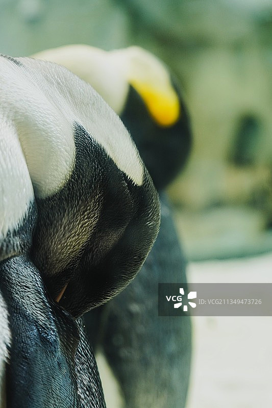 Sleeping penguin图片素材