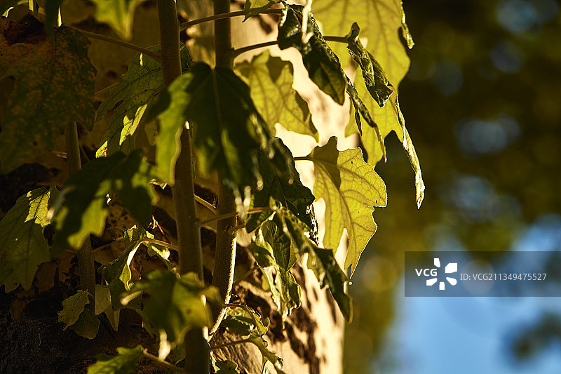 夕阳下的杨树叶图片素材