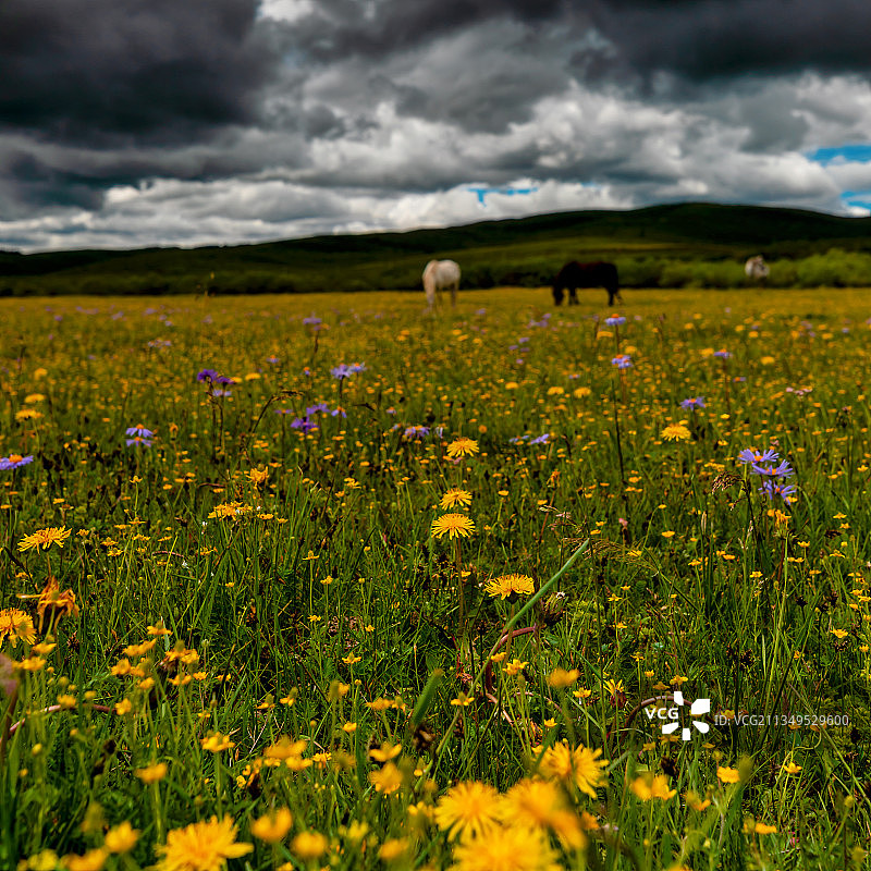 七月是川西诺尔盖的春天，鲜花开满大地。图片素材