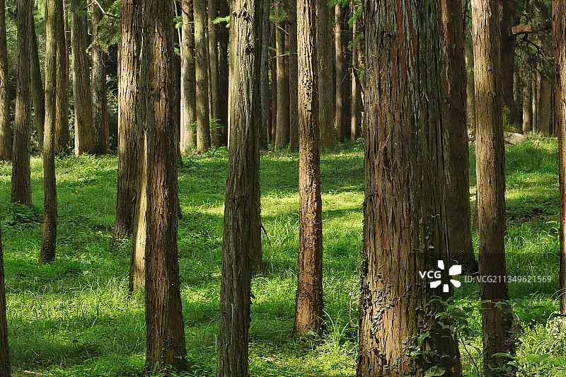 阳光撒林间图片素材