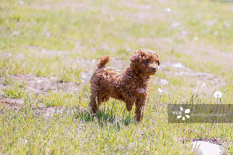 宠物狗图片素材