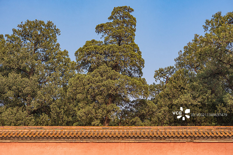 北京明十三陵德陵宫墙侧柏古树图片素材