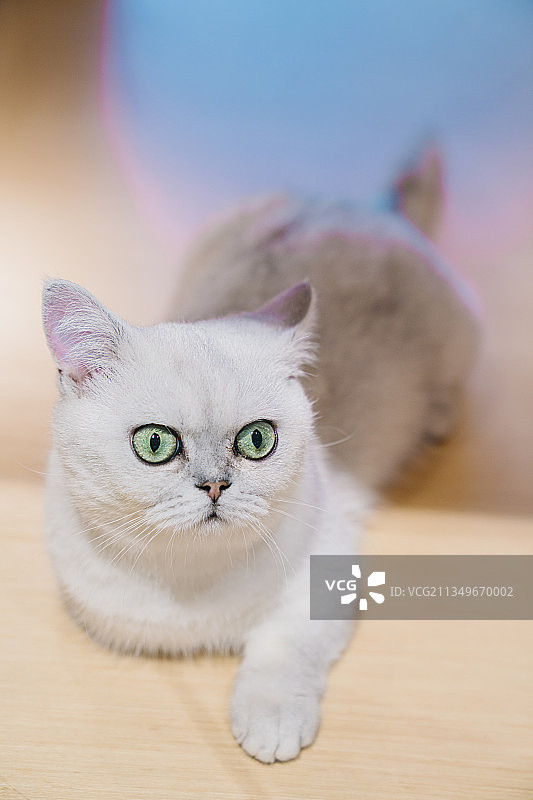 英国短毛猫图片素材