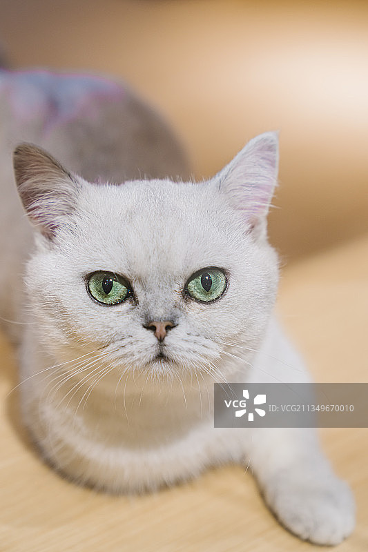 英国短毛猫图片素材