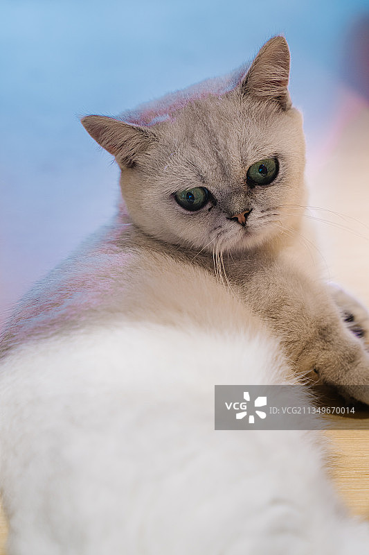 英国短毛猫图片素材