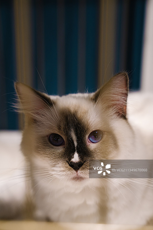 英国短毛猫图片素材