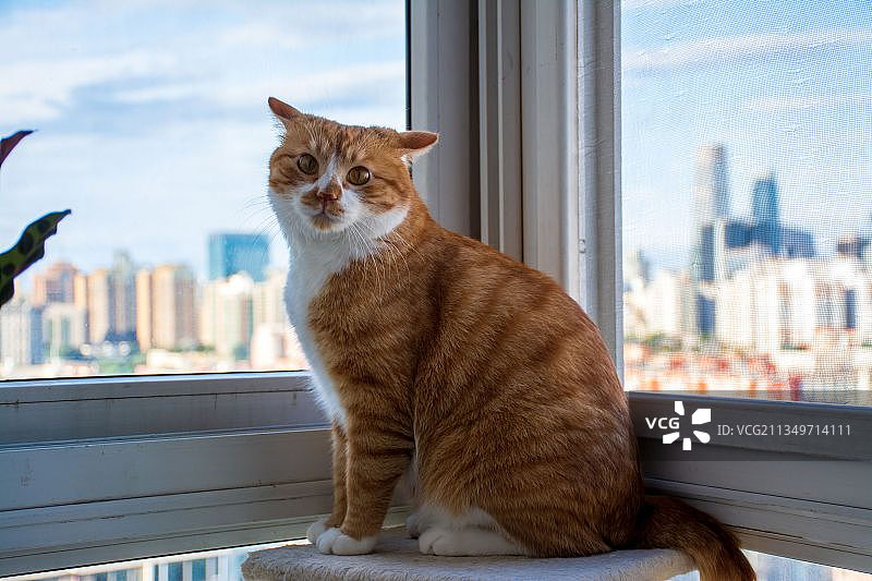 猫咪向往的生活图片素材