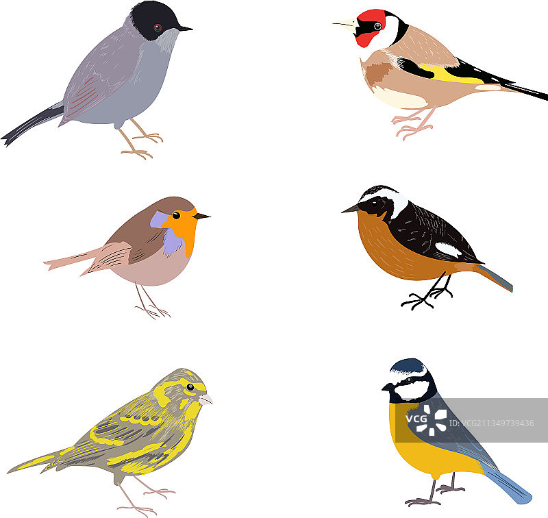 白色背景上的雀形鸟类合集图片素材