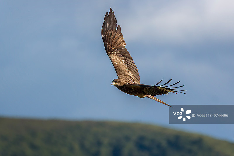 草原上的黑耳鸢图片素材