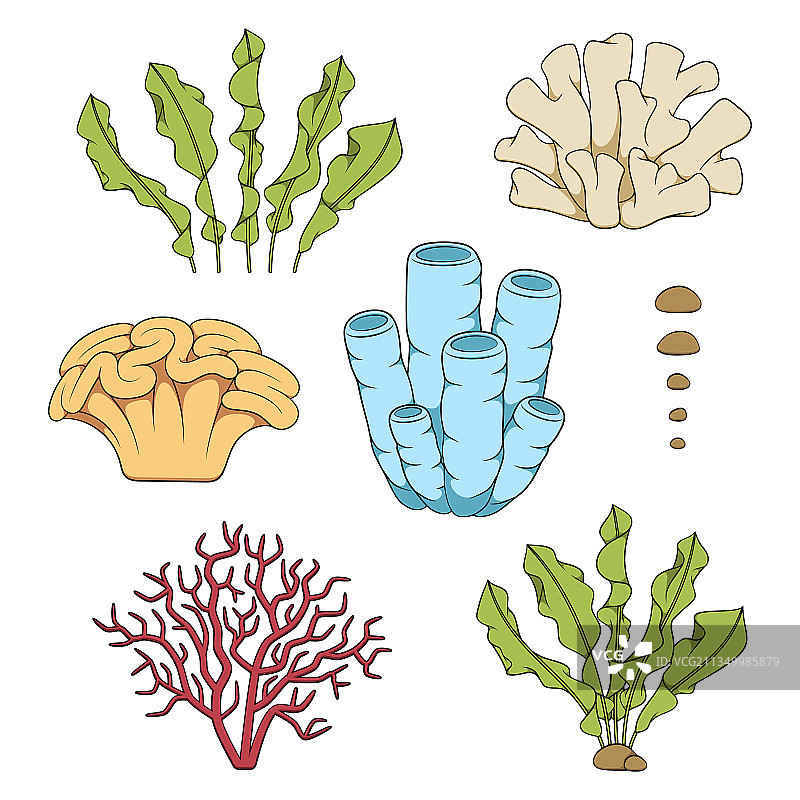 珊瑚和藻类彩色素材图片素材