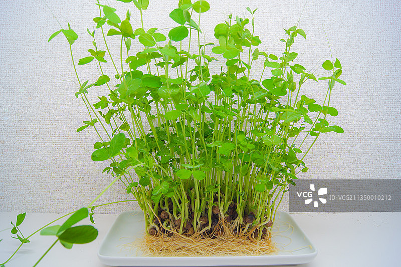 靠墙的盆栽特写图片素材