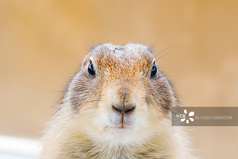 黑尾土拨鼠图片素材