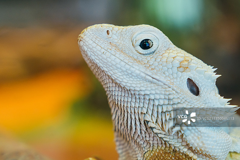 鬃狮蜥图片素材