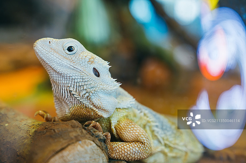 鬃狮蜥图片素材