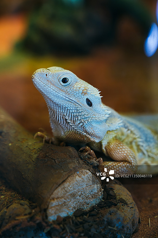 鬃狮蜥图片素材